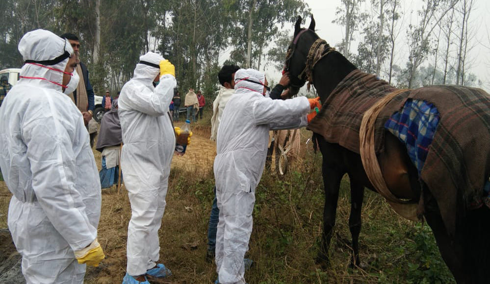Gander Farsi dies horse suffering