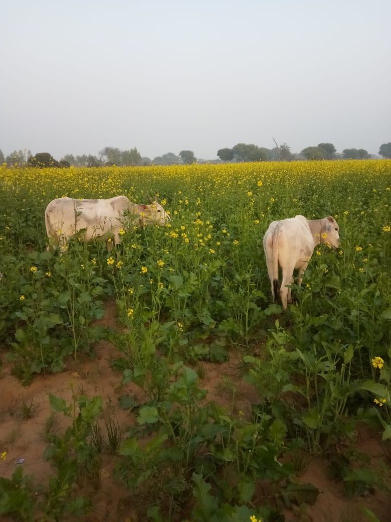 Anna cattle harvest 30 bigha crop