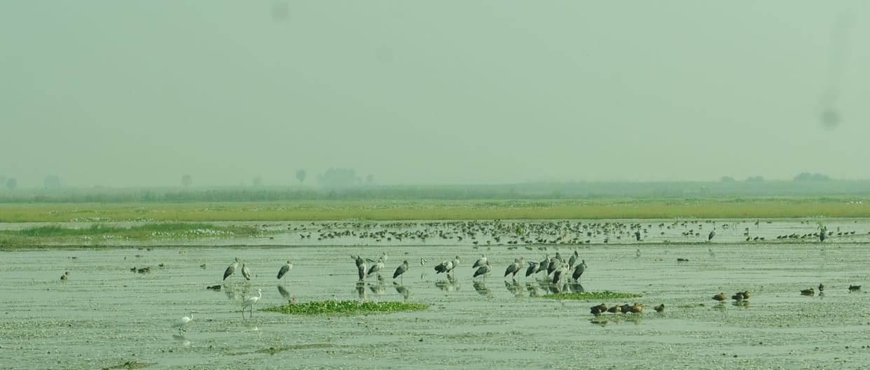 the saiberian birds take rest in sunshine