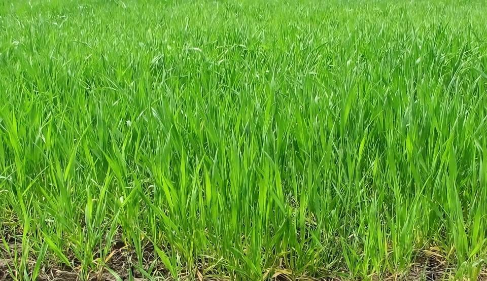Wheat sowing in Muzaffarnagar