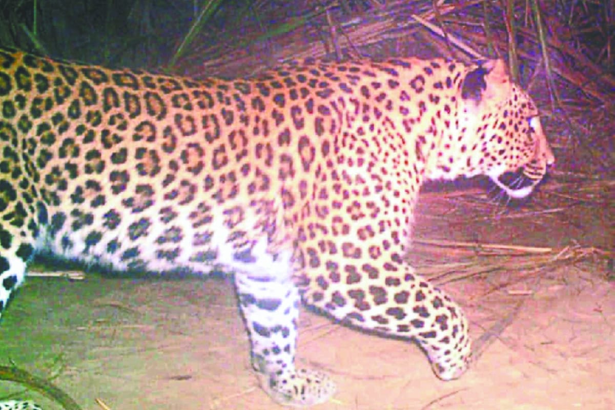 uttarakhand news : leopard killed a girl in new tehri