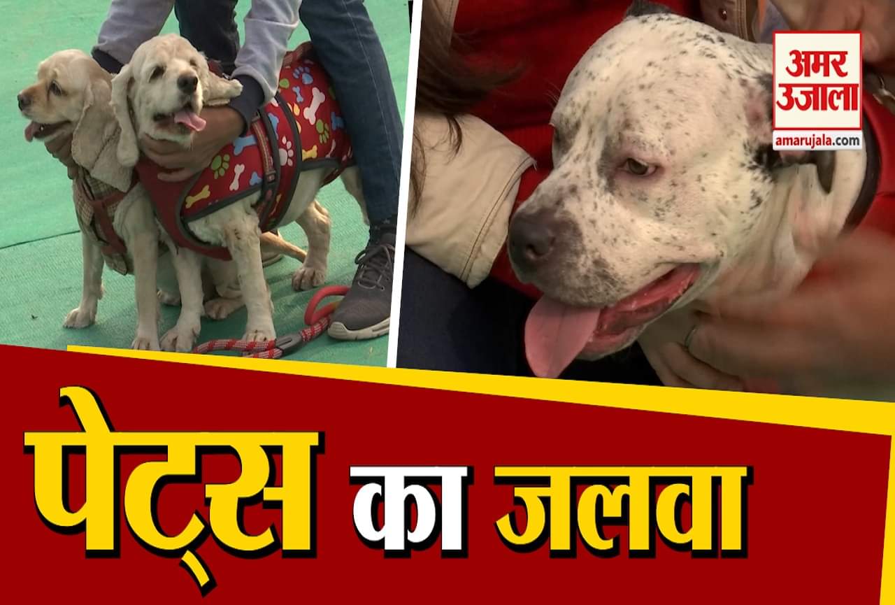 पालतू जानवरों का फेस्टीवल
