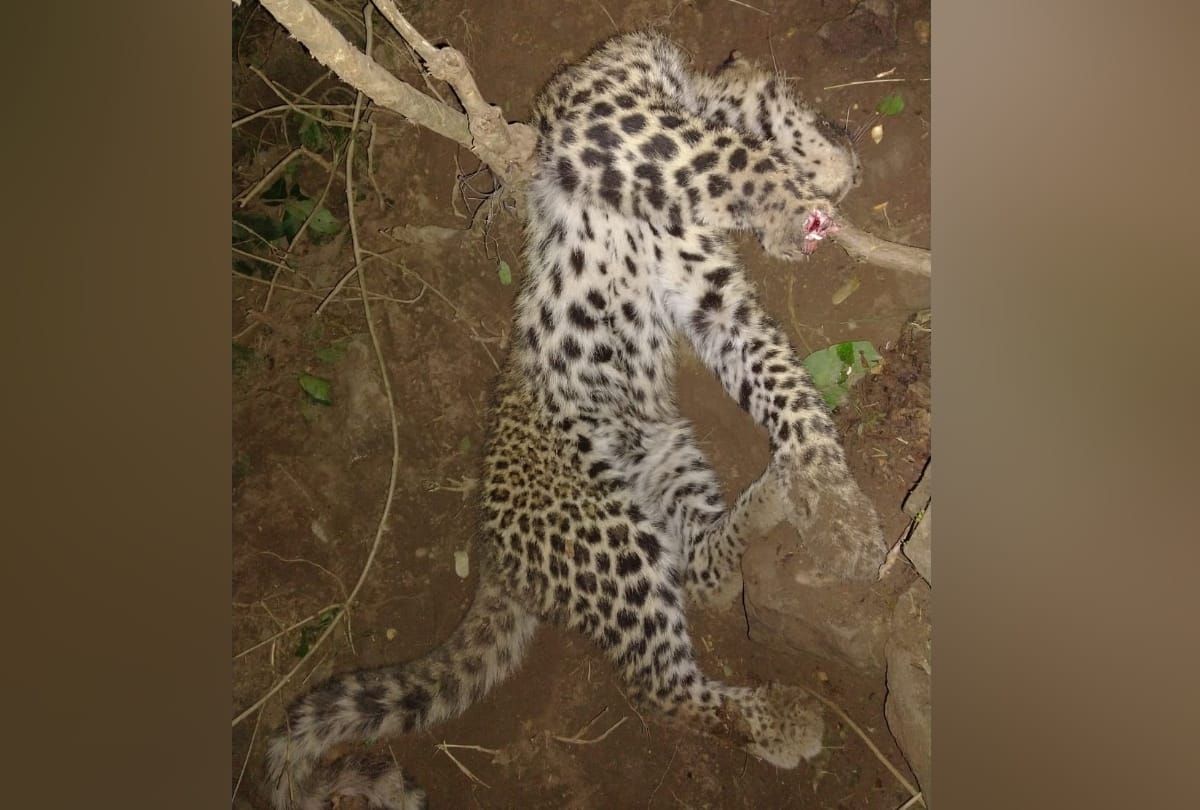 Leopard killed by poachers in Bilaspur in Himachal Pradesh
