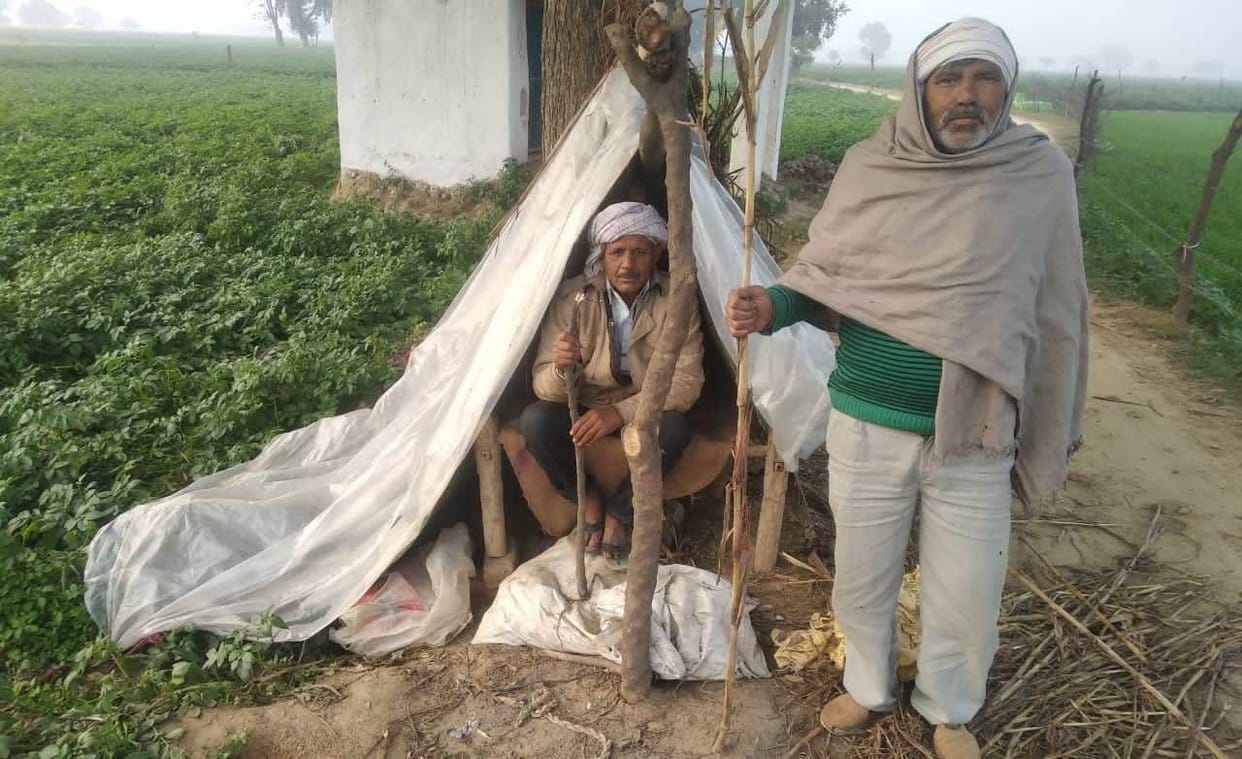 farmer look aftering at field to save corp from cattle