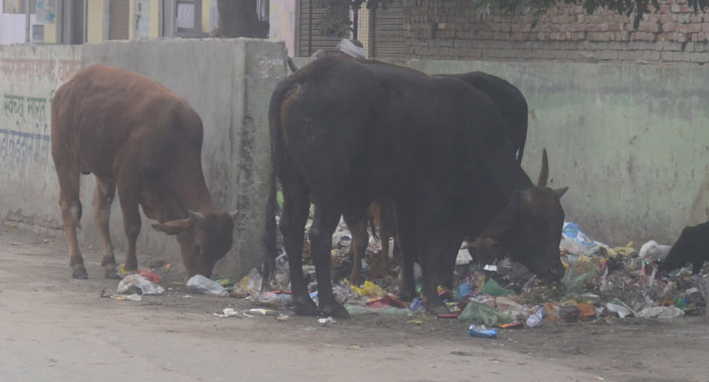 Govans on the roads, government's claims proved to be Hawaii