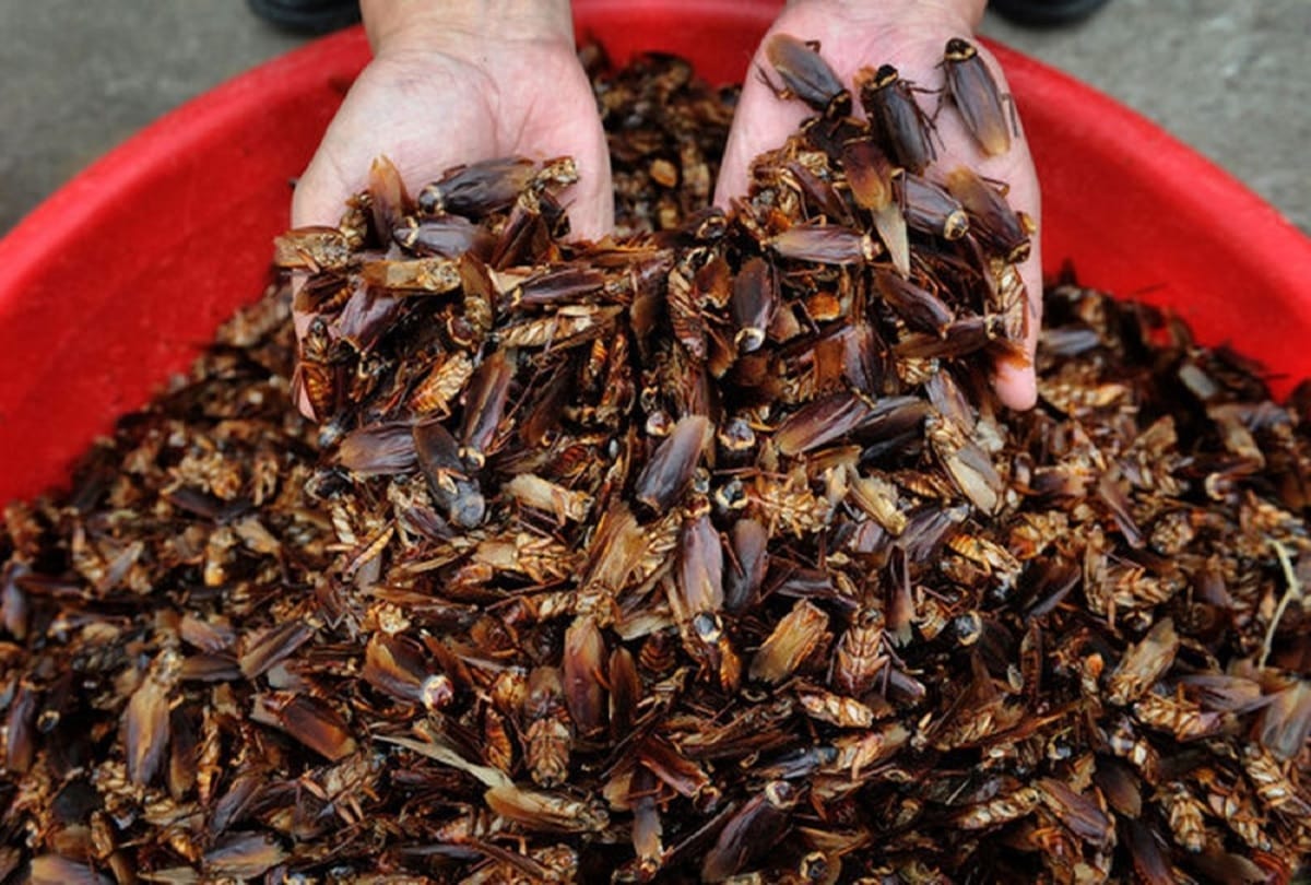 know reason why china people drink cockroach potion