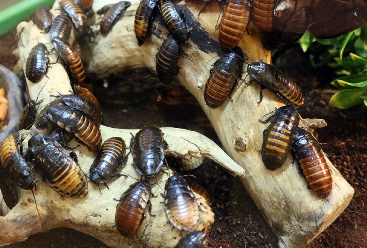 People drink cockroach potion in China reason is very special behind this