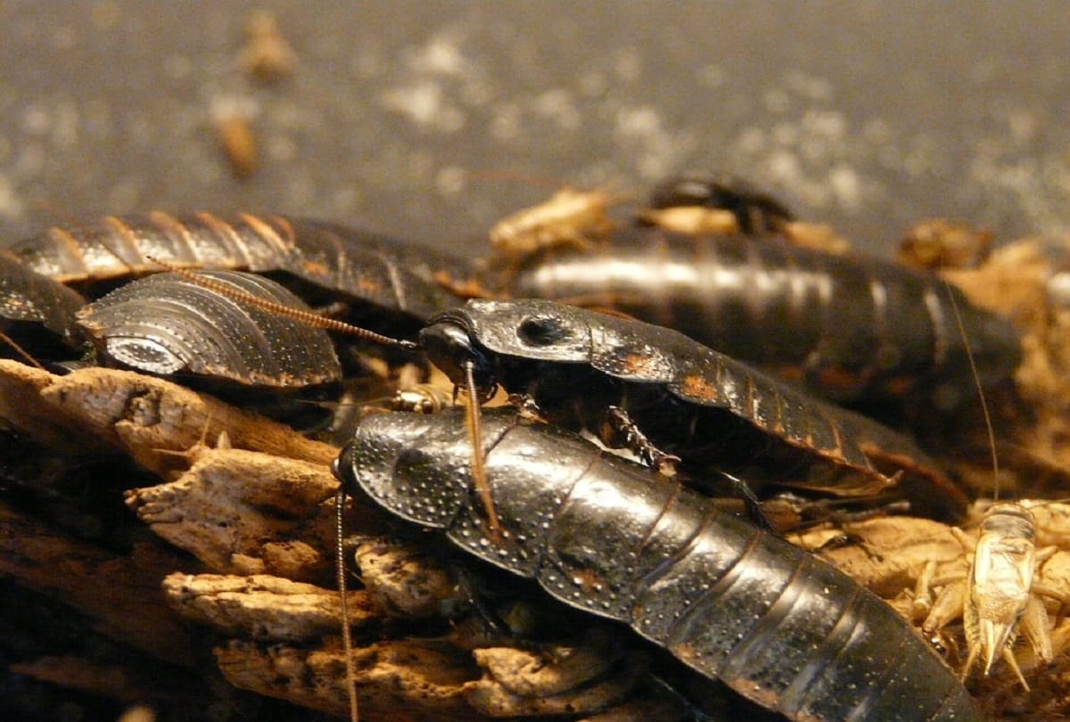 know reason why china people drink cockroach potion