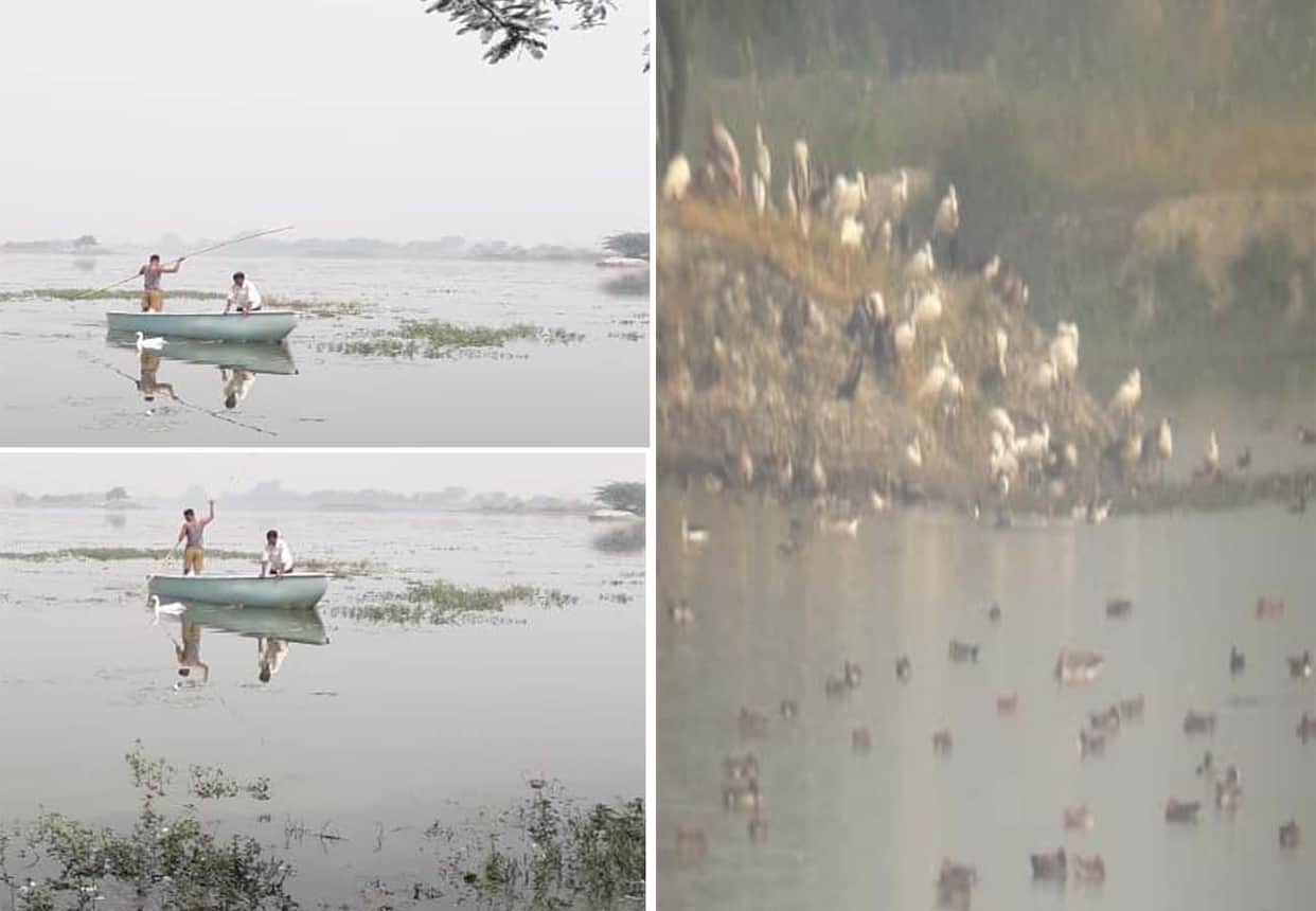 Foreign birds are being hunted under the cover of fog in kannauj