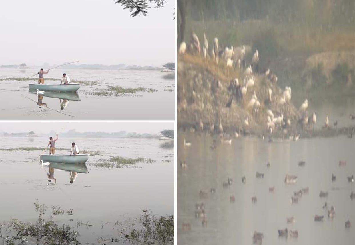 Foreign birds are being hunted under the cover of fog in kannauj