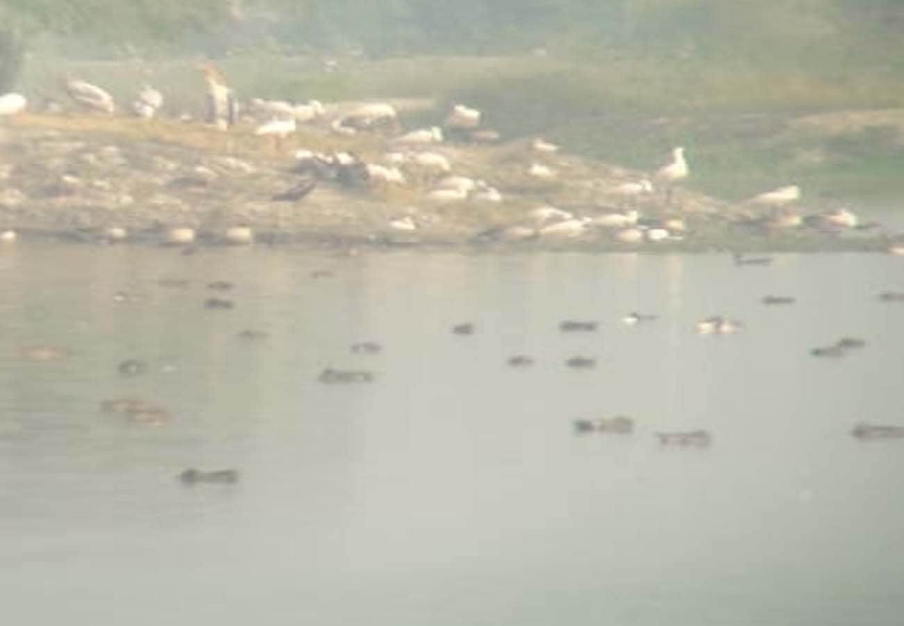 Foreign birds are being hunted under the cover of fog in kannauj