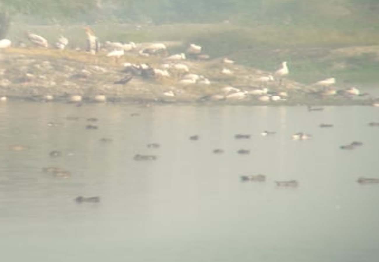 Foreign birds are being hunted under the cover of fog in kannauj