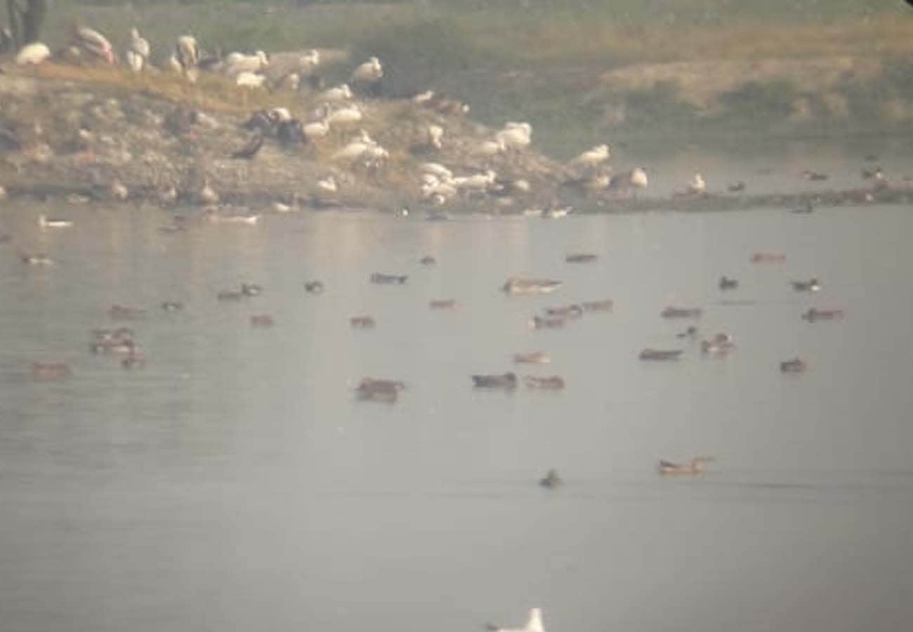 Foreign birds are being hunted under the cover of fog in kannauj