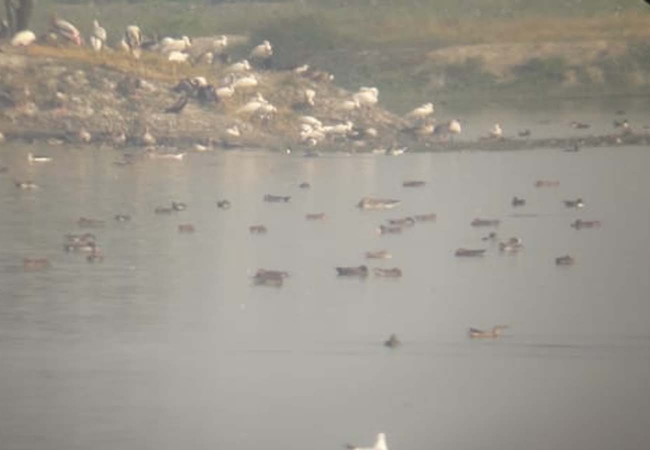 Foreign birds are being hunted under the cover of fog in kannauj