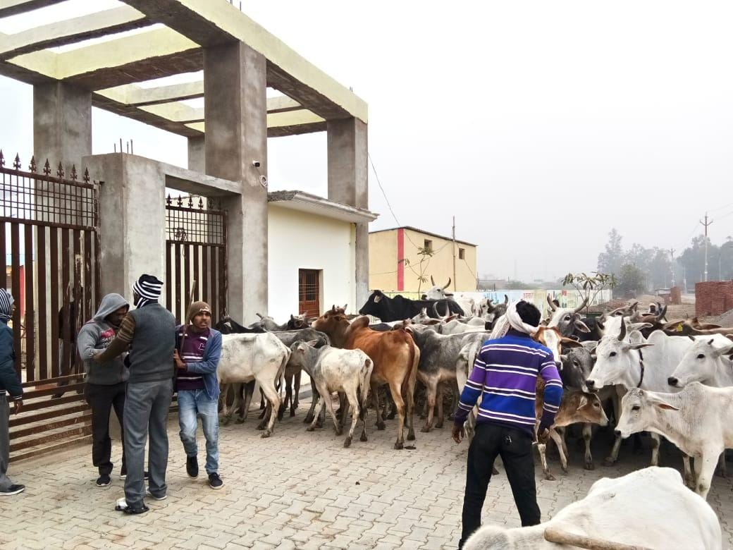 Anna cattle ruined hundred bigha crop