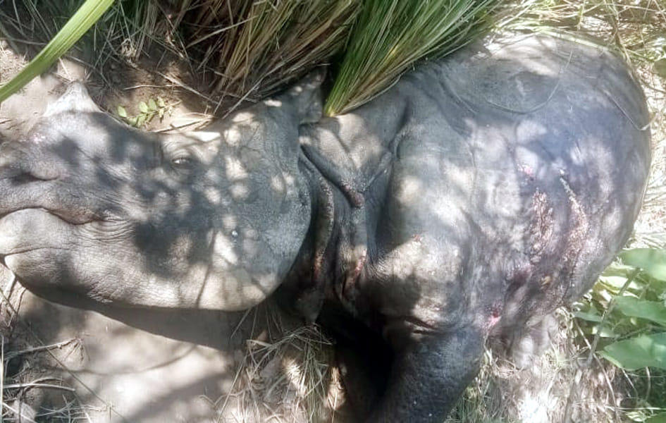 Male rhinoceros killed in mutual conflict in Dudhwa