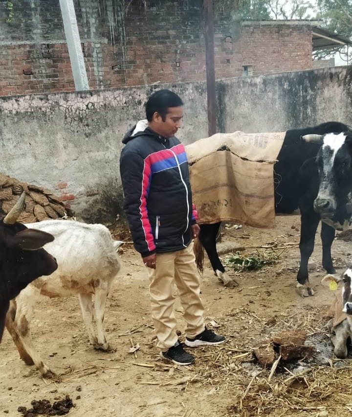 shahar mein govanshon ke intajaam poore, dehaat mein laaparavaahee