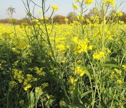 the farmers warry attack of insects