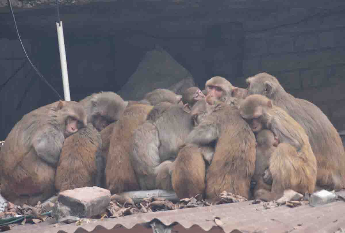 The cold caused havoc in UP on the last day of the year