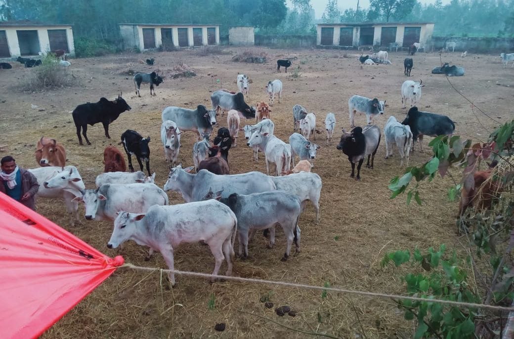 villagers contribute money for cow shelter