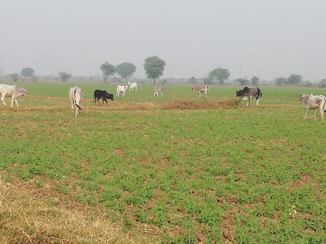 Anna cattle destroyed 43 bigha crop