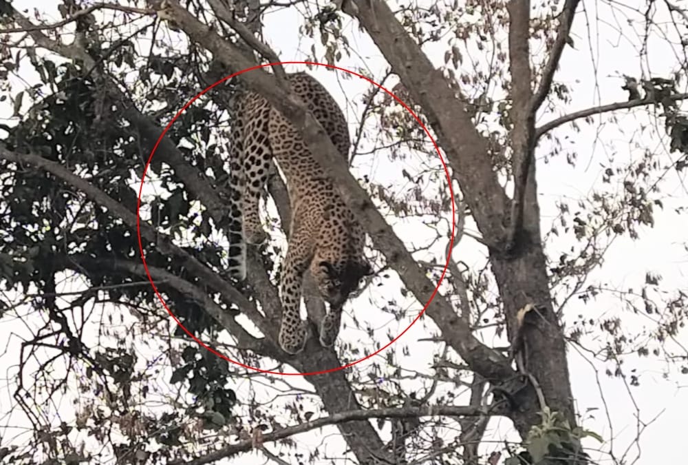 leopard Dead Body Found hanged on Tree stuck in  wire in tehri