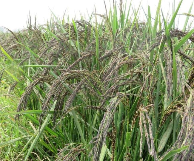 kalanamak rice will be send in bauddhist countries