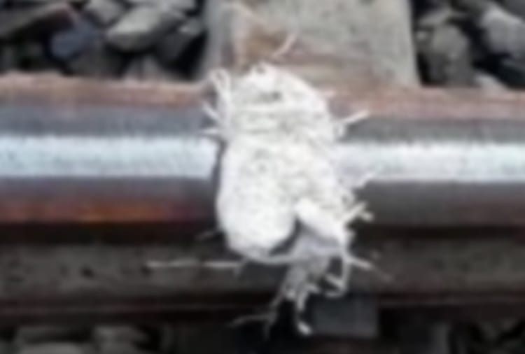 Rail Track Cracked on Delhi Ambala Route, Operator Saved Many People Life on New Year
