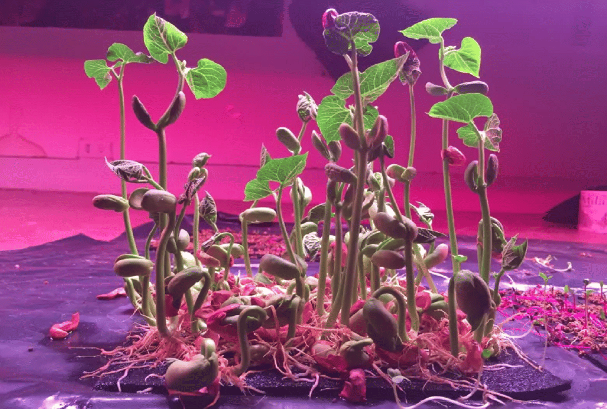 world's first wearable vegetable garden grows 22 vegetables on cloth