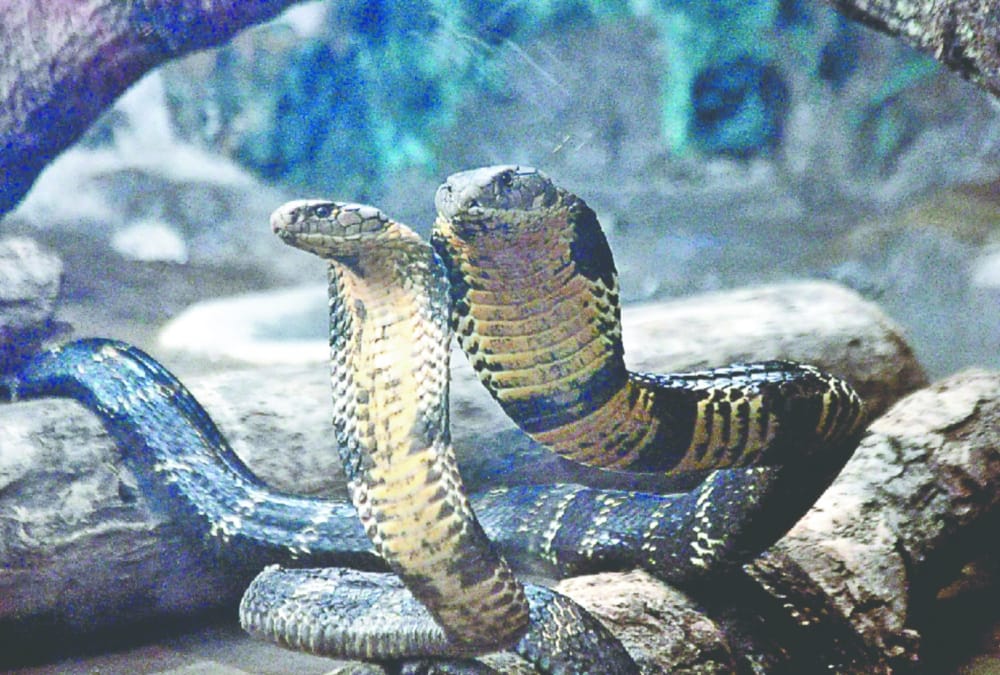 Snake park Open in dehradun Zoo