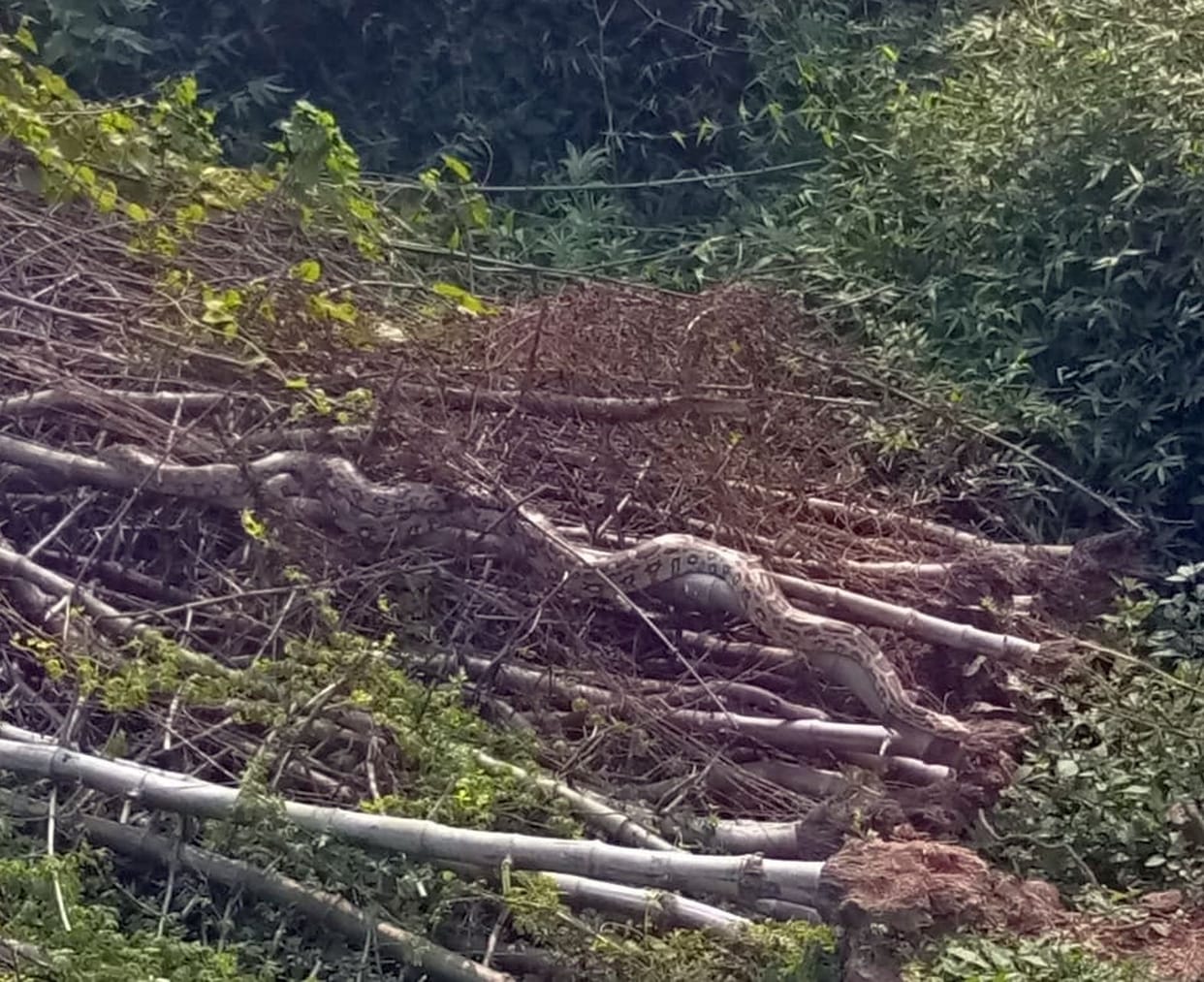 Two Pythan Found in Hazpura