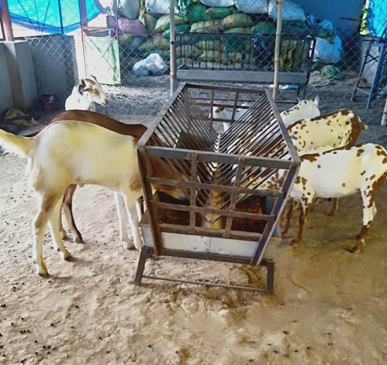 Providing employment to many families by goat rearing