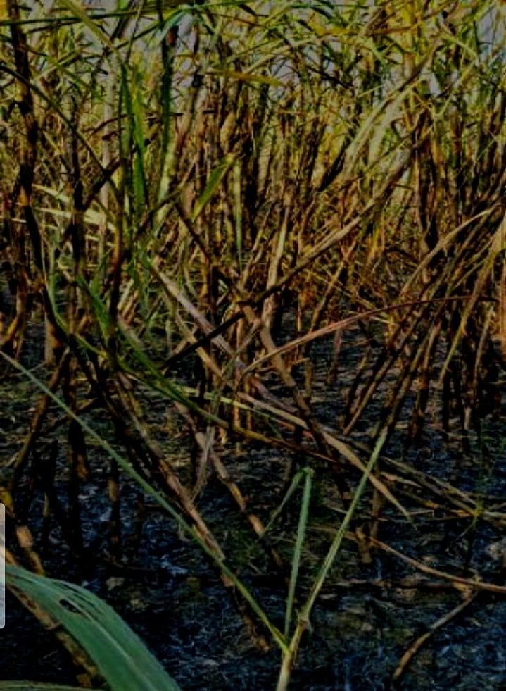Electrical wire breaks fire, 15 bigha sugarcane burnt