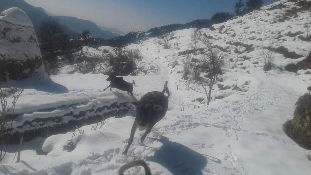 First rain and snowfall of new year increased cold