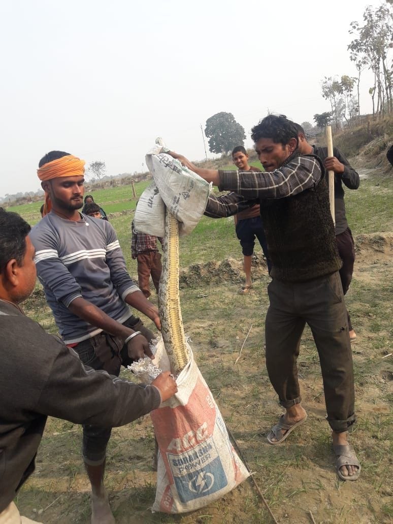Four pythons came out in two villages