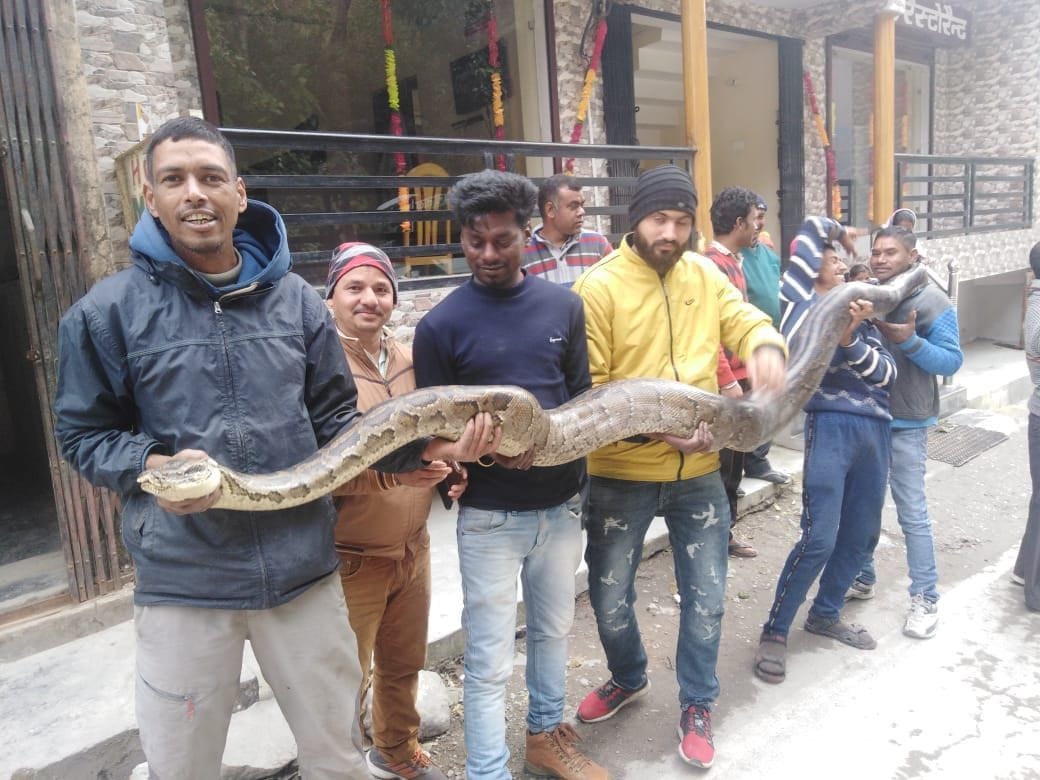 13-foot tall pythonn turned out near Marchaula Bandran Shiva temple