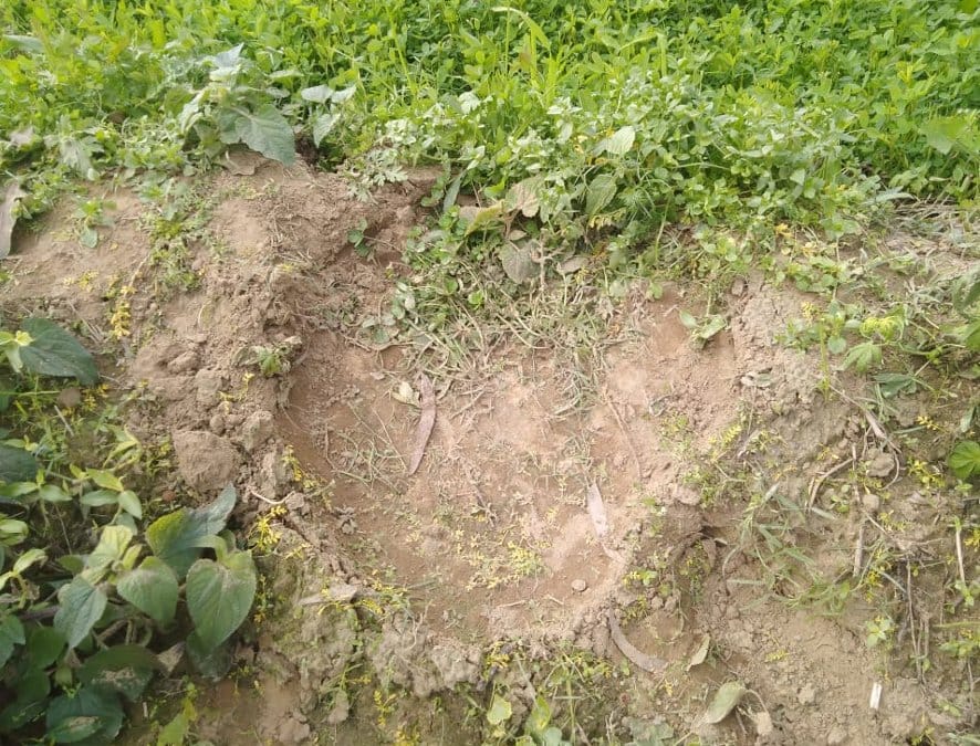 Spotted guldar, elephant footprints also found