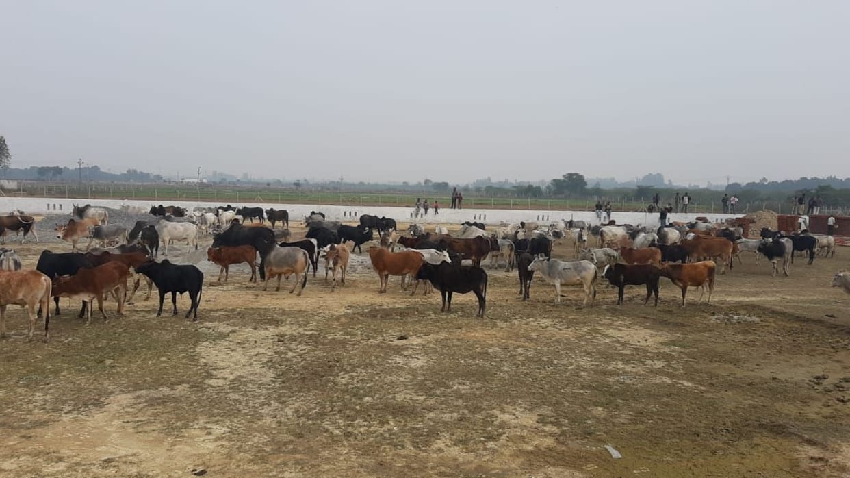 Farmers shut down hundreds of holiday cattle in under construction cowshed
