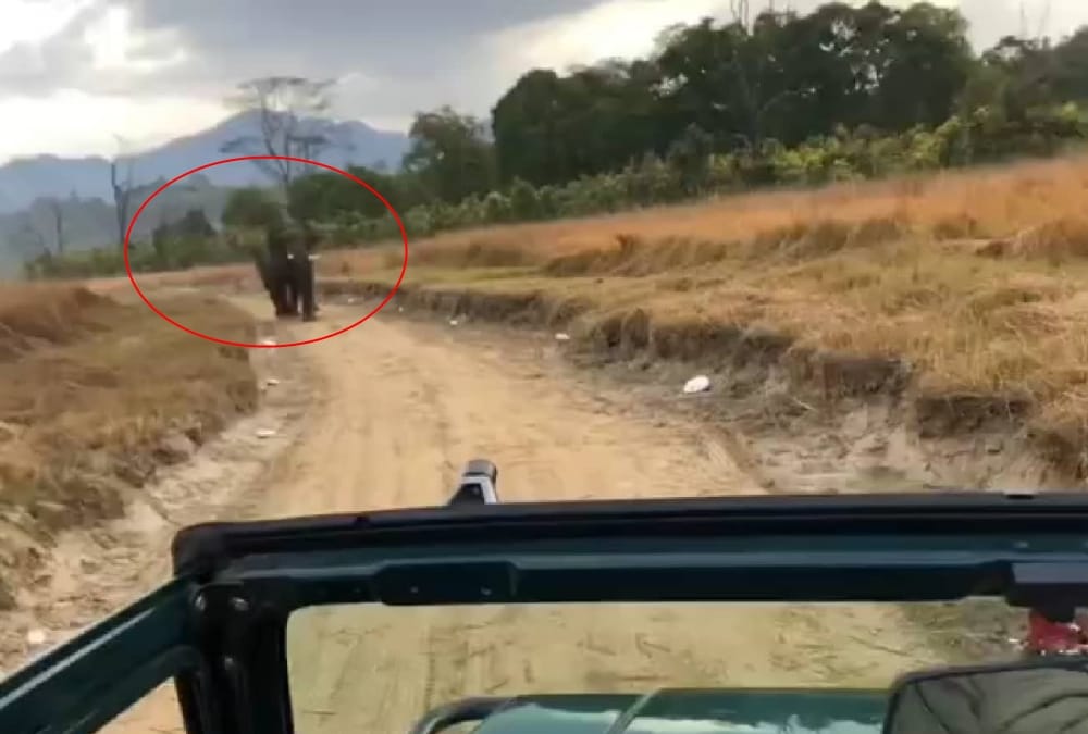 Elephant Run Towards delhi Tourist Jeep in Rajaji Tiger Reserve Park chilla range