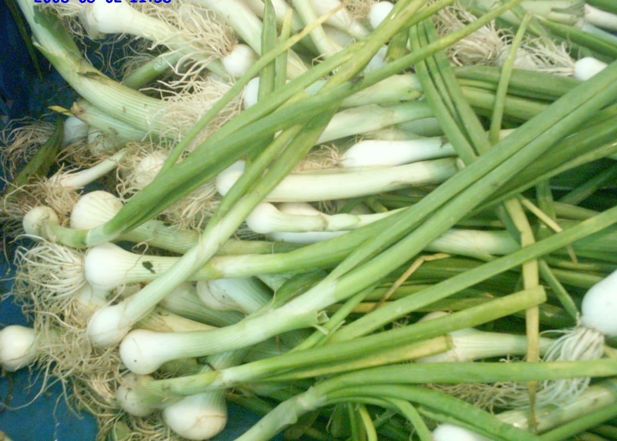 Onion prices drop after reaching Gundli in mandis, onion rate, fatehabad