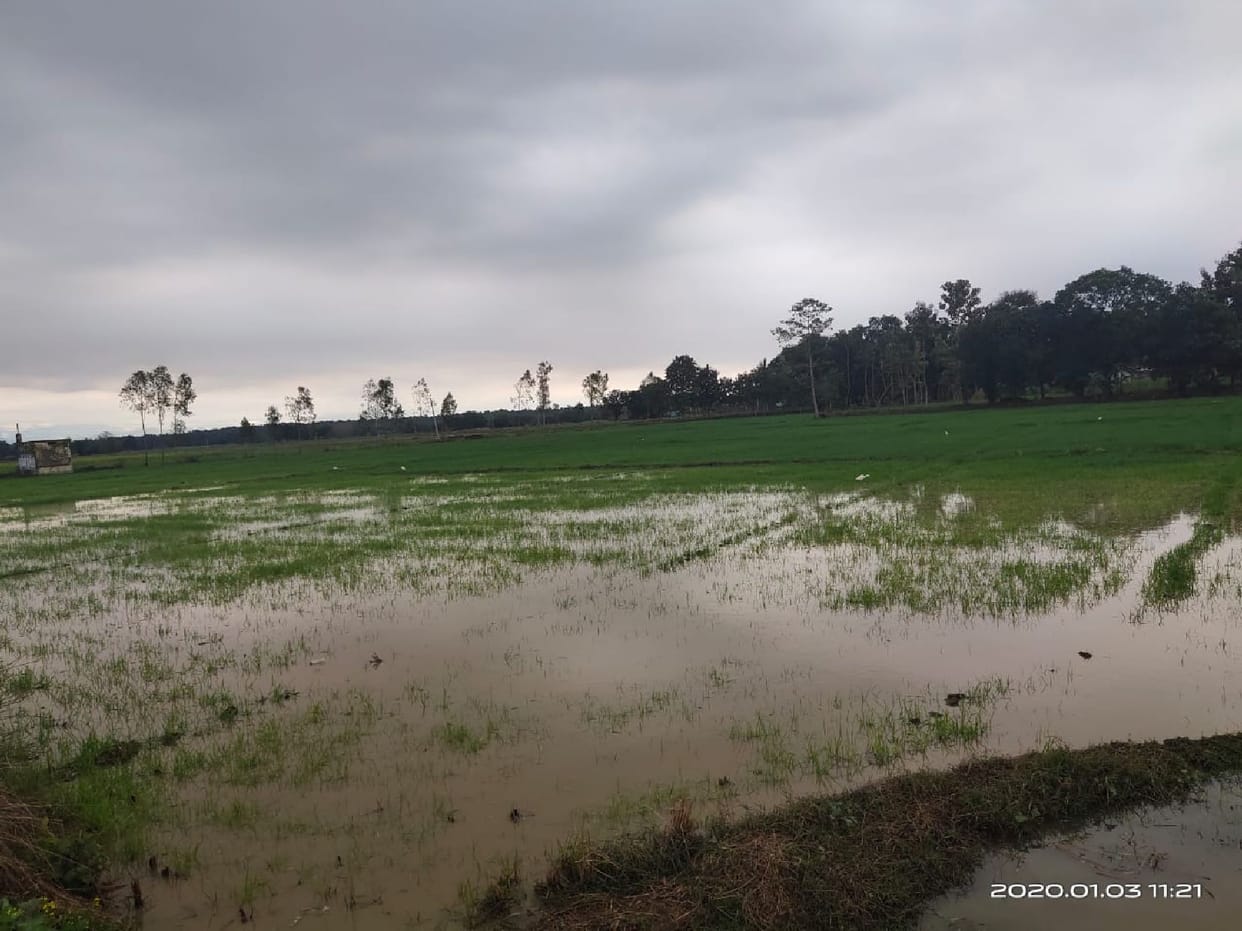 Heavy rains caused hail, damage to crops