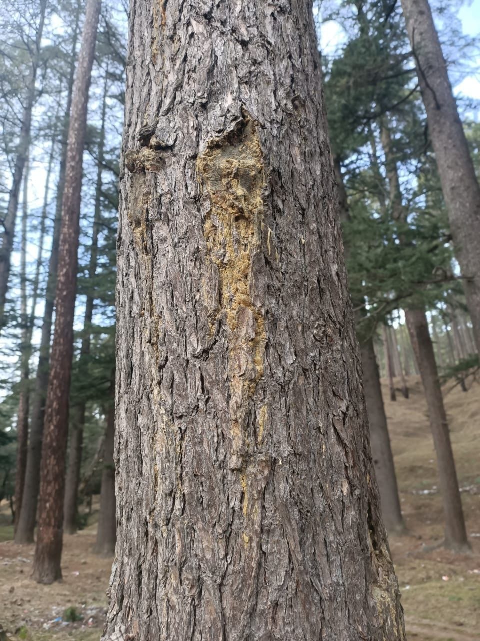 If the cedar trees start drying up, the forest department can, DFO set up investigation
