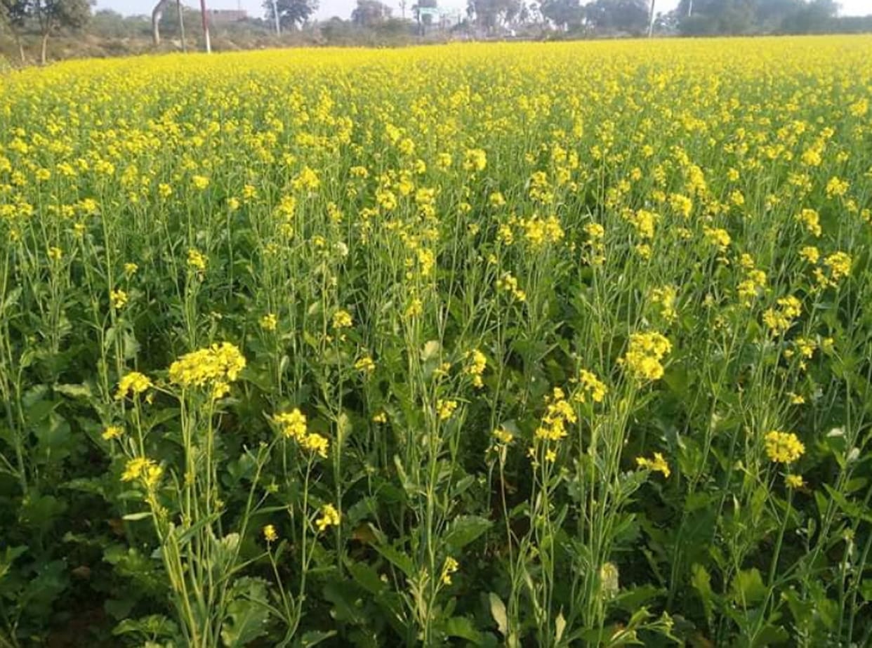 crope, agricutural, kasganj,