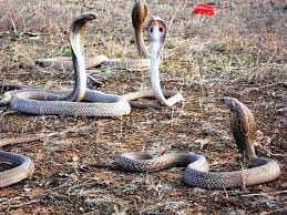 Four snakes camped on farmer's roof for four days, crowds thronging to see