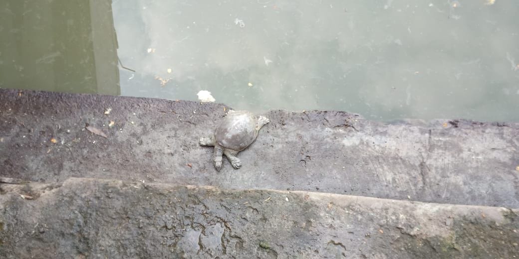 dead the tortoise and fish to pollution in radhakund and shyamakund