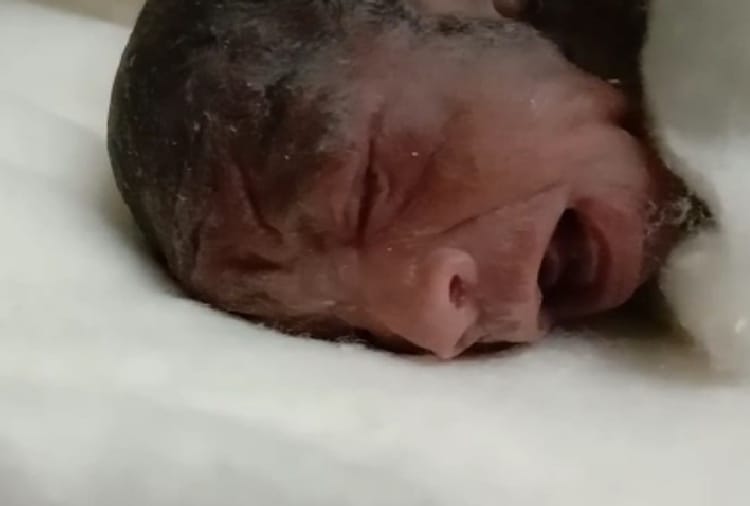 Chandigarh PGI, Alive newborn sent for Postmortem
