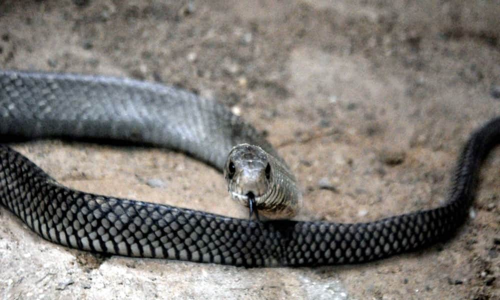 uttar pradesh unnao snake bite youngman during eating rat