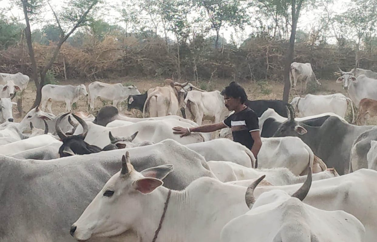 Freezing and raining havoc on cow cows