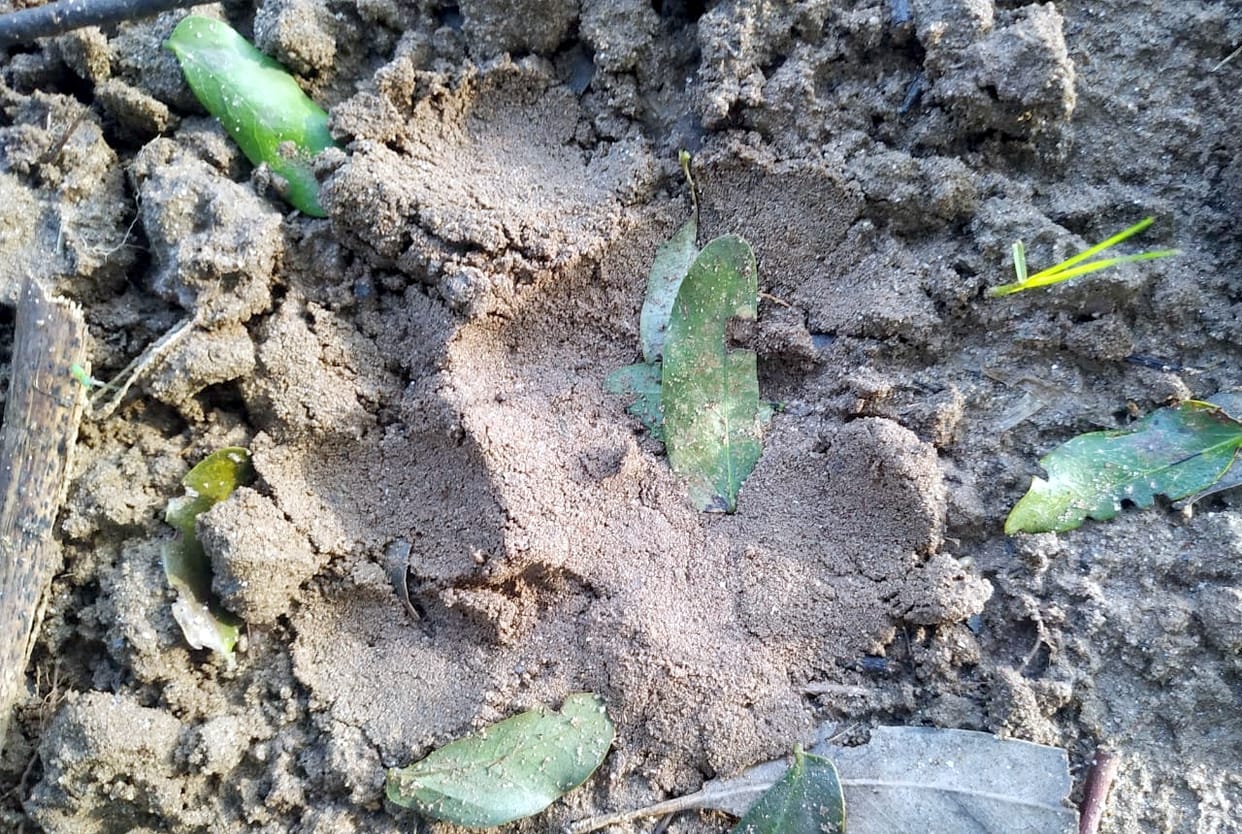 See the footprint of guldar