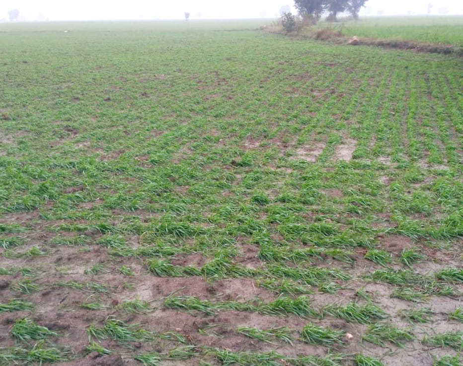 Hell strong in village farmer dream is distroy